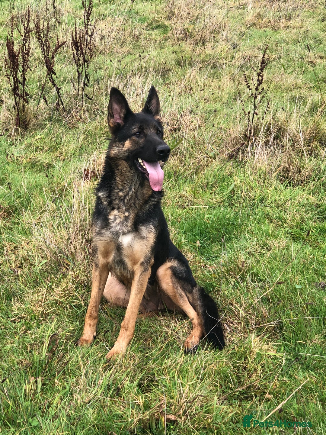 German Shepherd dogs for sale: Gorgeous German shepherd puppies  - Image 11