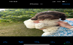 Labradoodle dogs for sale: Beautiful Labradoodle  - Image 4