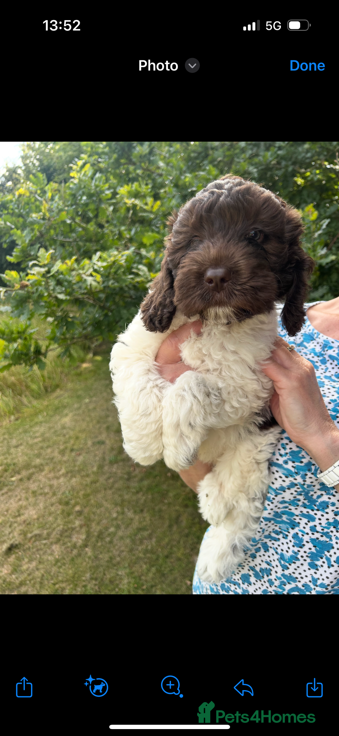 Labradoodle dogs for sale: Beautiful Labradoodle  - Image 4