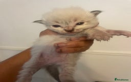 Ragdoll cats for sale: Stunning Ragdoll kittens blue lnyx ready soon  - Image 7