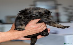 German Shepherd dogs for sale: Exceptionally bred fully heath checked GSD puppies in Bishop Auckland - Image 15