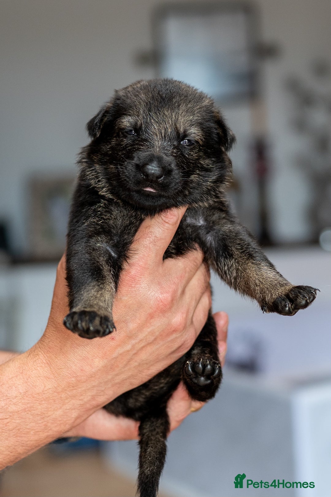 German Shepherd dogs for sale: Exceptionally bred fully heath checked GSD puppies in Bishop Auckland - Image 15