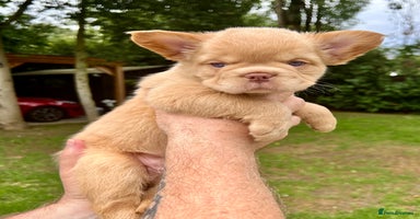 French Bulldog dogs - Advert 2