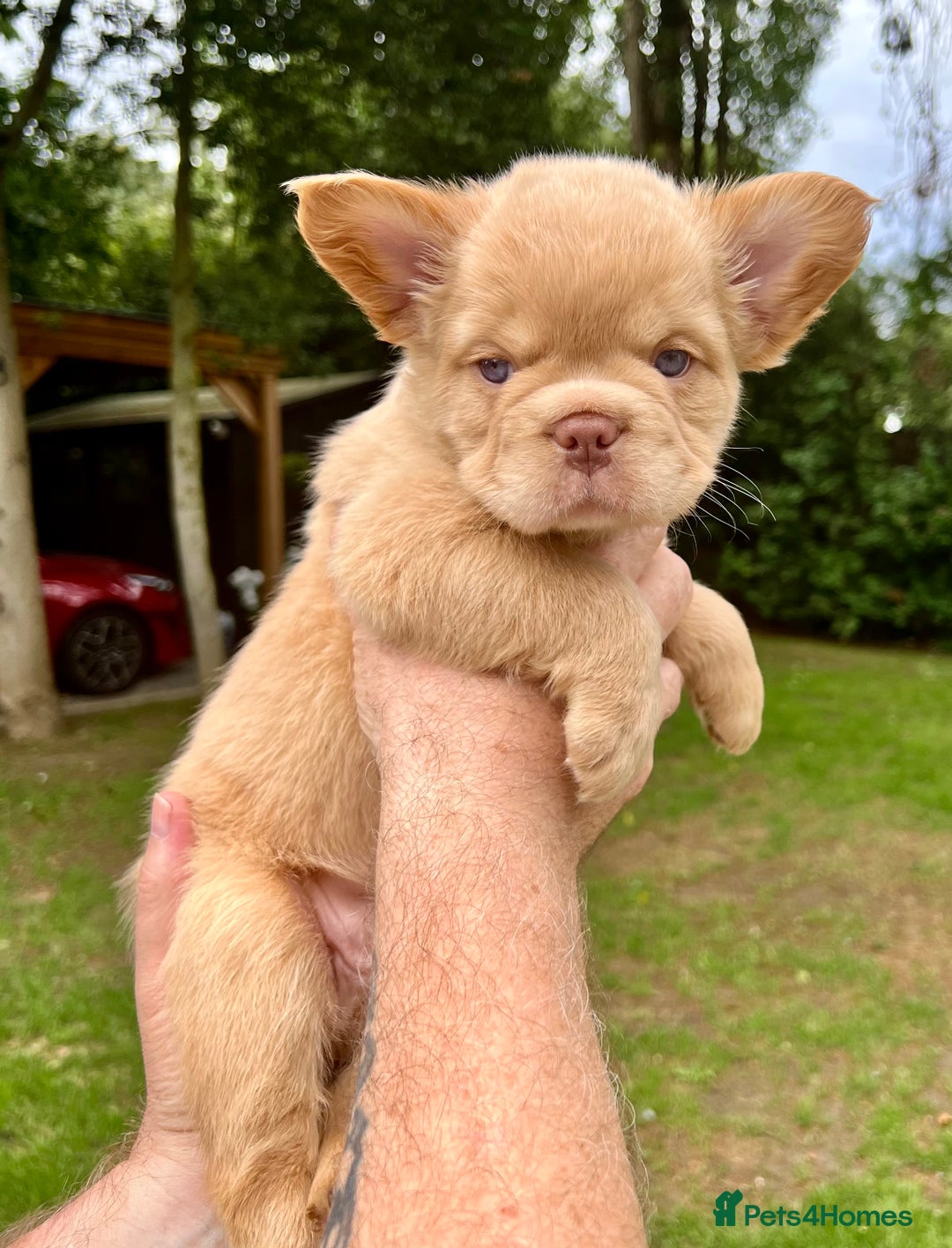 French Bulldog dogs for sale: QUALITY FLUFFY FRENCH BULLDOG PUPPIES - Image 3