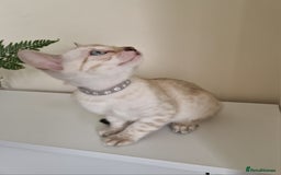 Bengal cats for sale: Stunning Glittered Pedigree Benga kittens  - Image 14