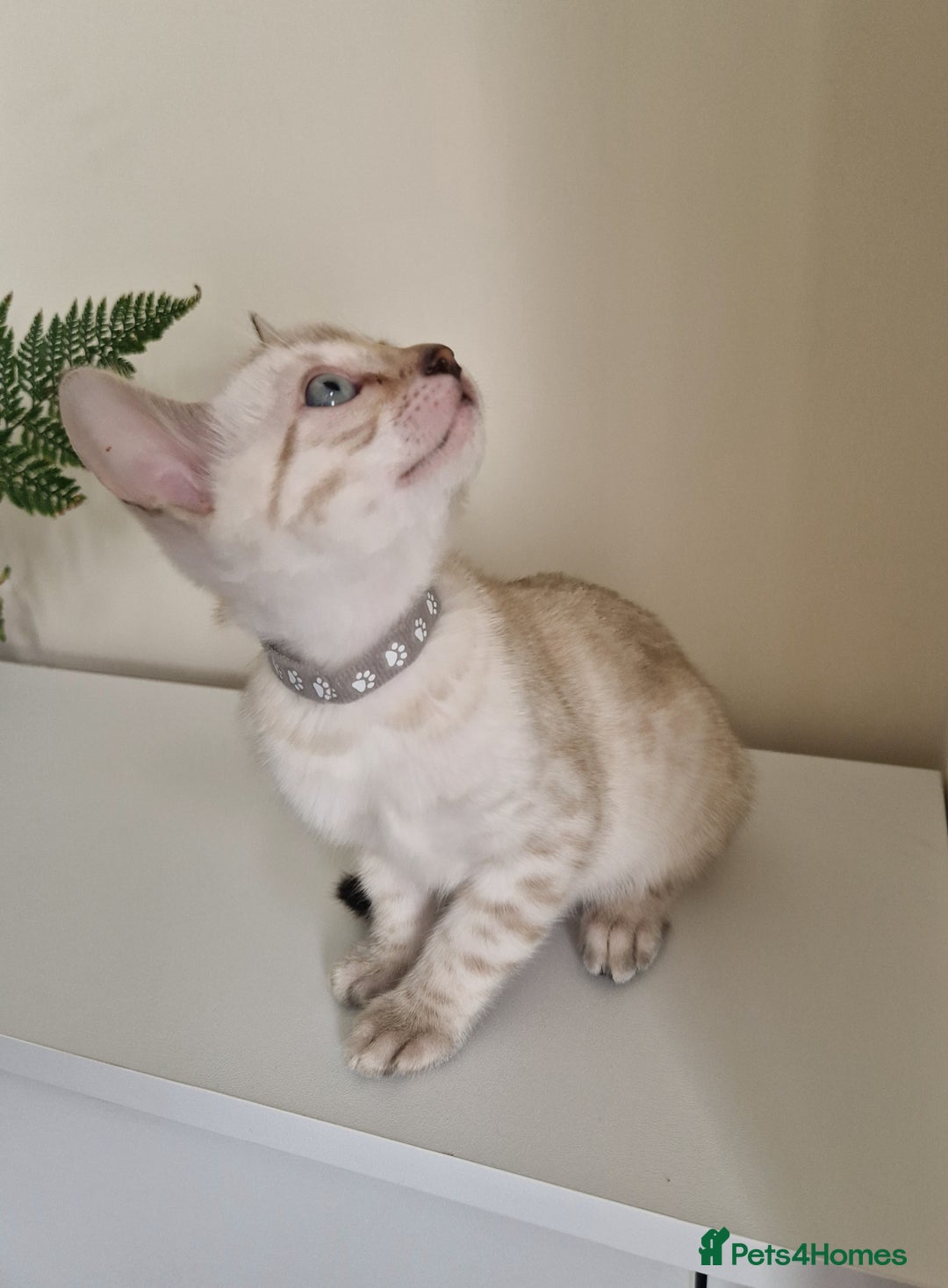 Bengal cats for sale: Stunning Glittered Pedigree Benga kittens  - Image 14