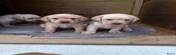 Labrador Retriever dogs for sale: 8 Labrador puppy’s for sale  - Advert 19