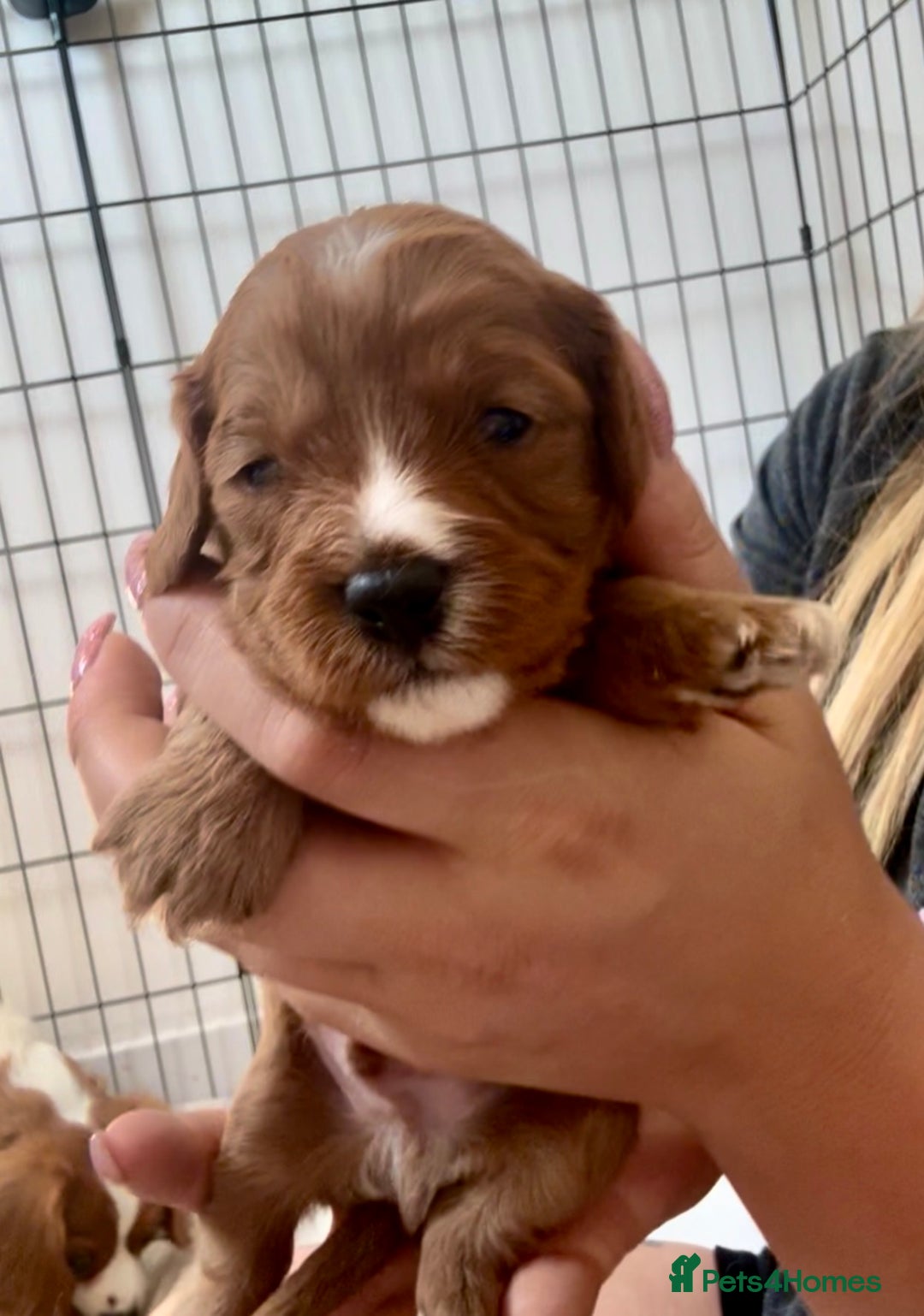 Cavapoo dogs for sale: Red Cavapoo Puppies 4 males 1 female Left - Image 10