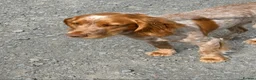 Cocker Spaniel dogs for sale: Cocker Spaniel Boy  - Advert 2