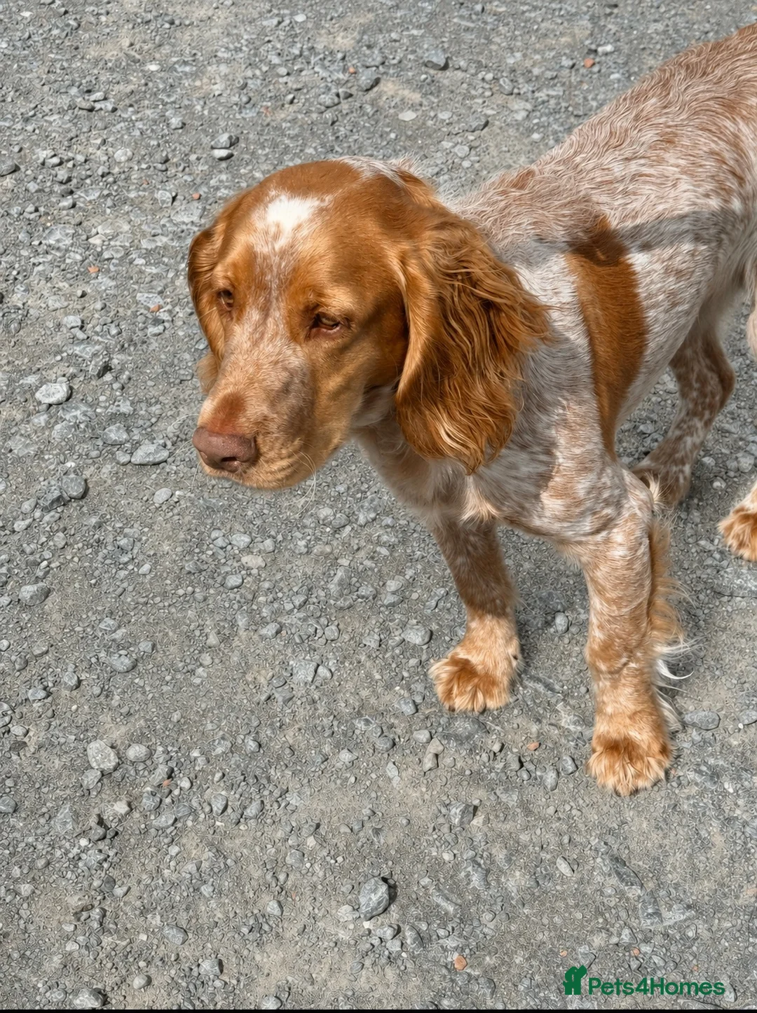 Cocker Spaniel dogs for sale: Cocker Spaniel Boy  - Advert 2