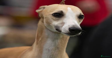 Whippet dogs - Advert 16