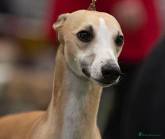 Whippet dogs - Advert 16