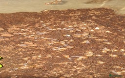 Snails invertebrates for sale: Giant african land snail babies - Image 4