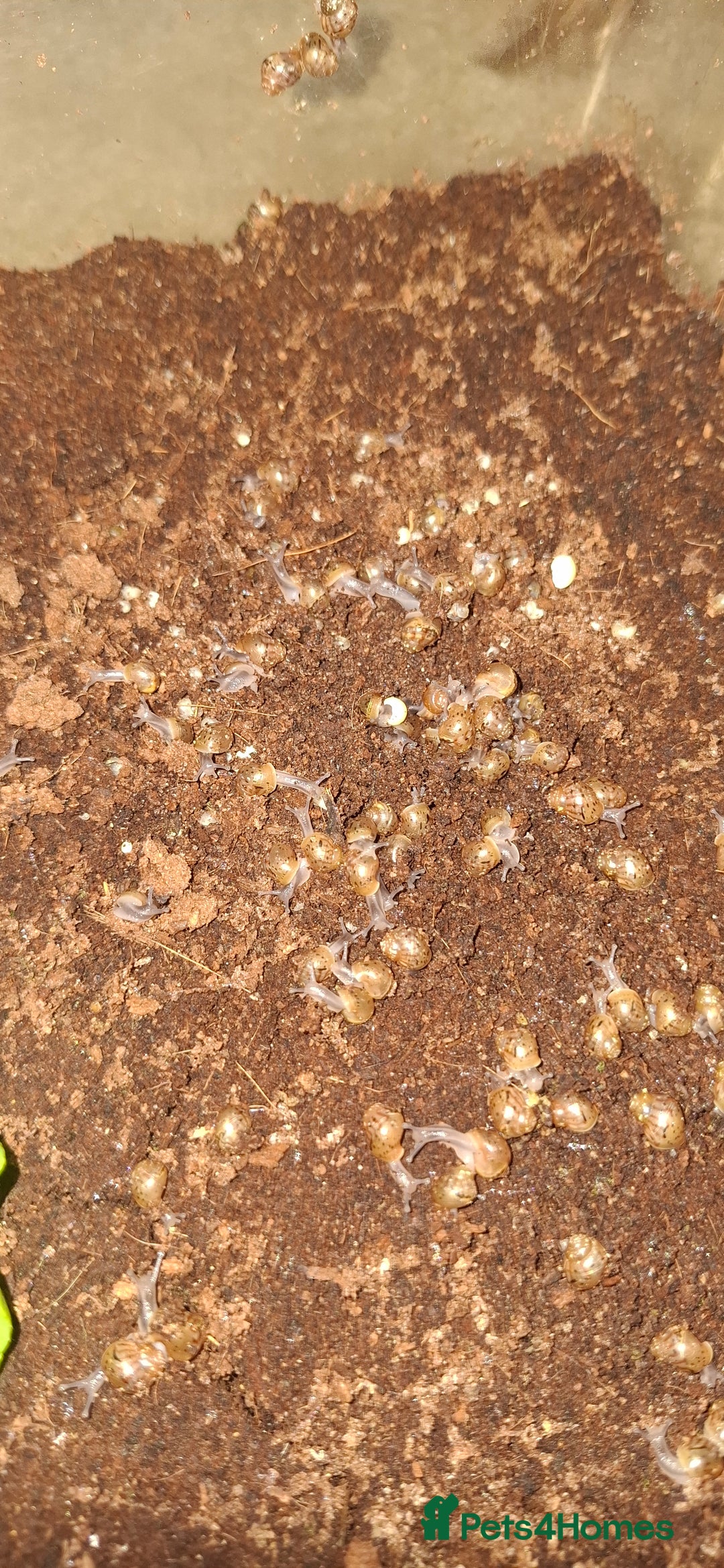 Snails invertebrates for sale: Giant african land snail babies - Image 4