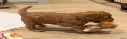 Australian Labradoodle dogs for sale: Australian Labradoodles Multigenerational  - Advert 23