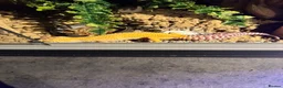 Leopard Gecko reptiles for sale: Leopard Gecko Female & Full vivarium set up - Advert 6