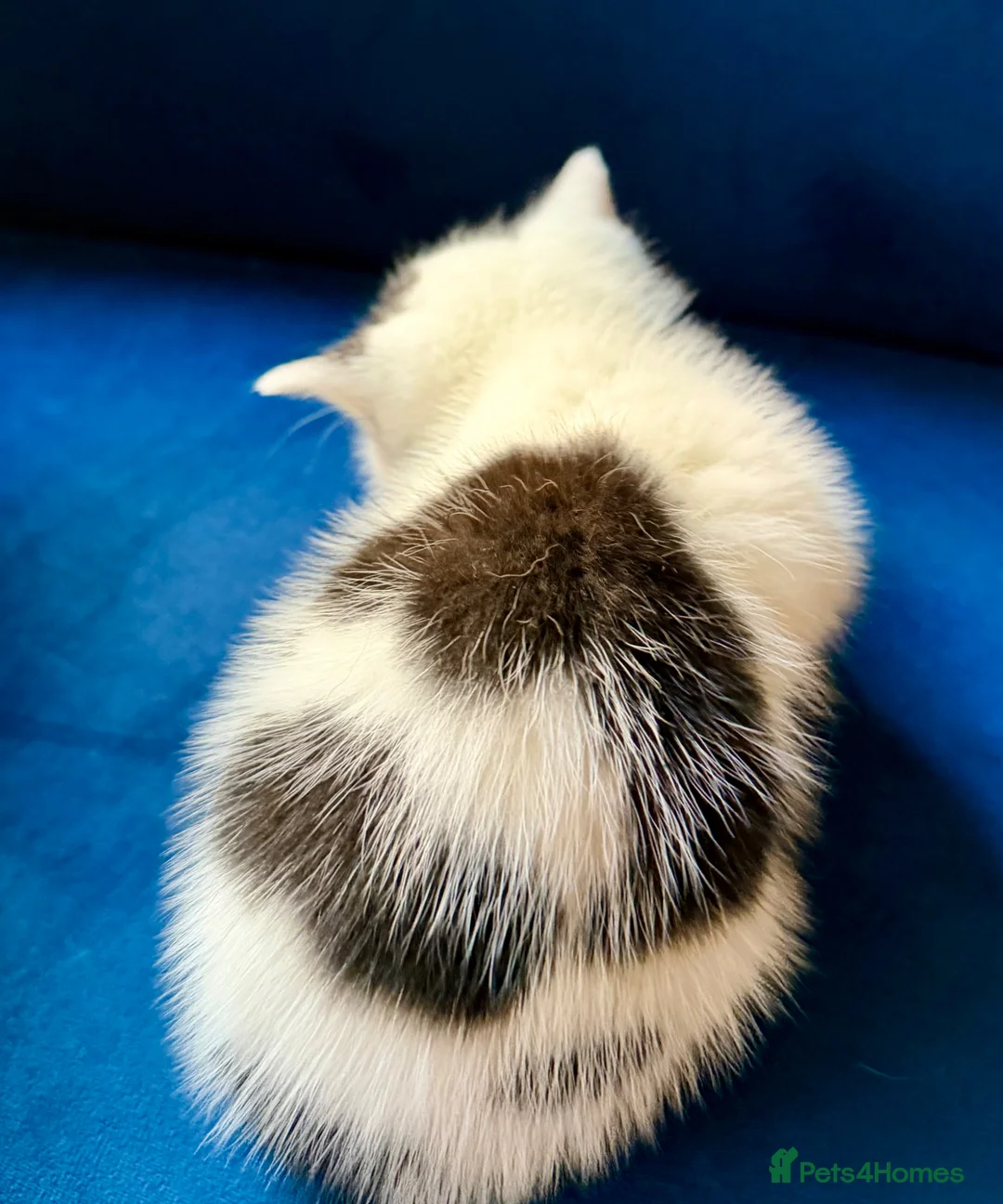 Mixed Breed cats for sale: 3 beautiful kittens  - Advert 2