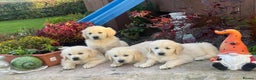 Golden Retriever dogs for sale: CHUNKY GOLDEN RETRIEVER PUPPIES AVAILABLE £1450 - Advert 3
