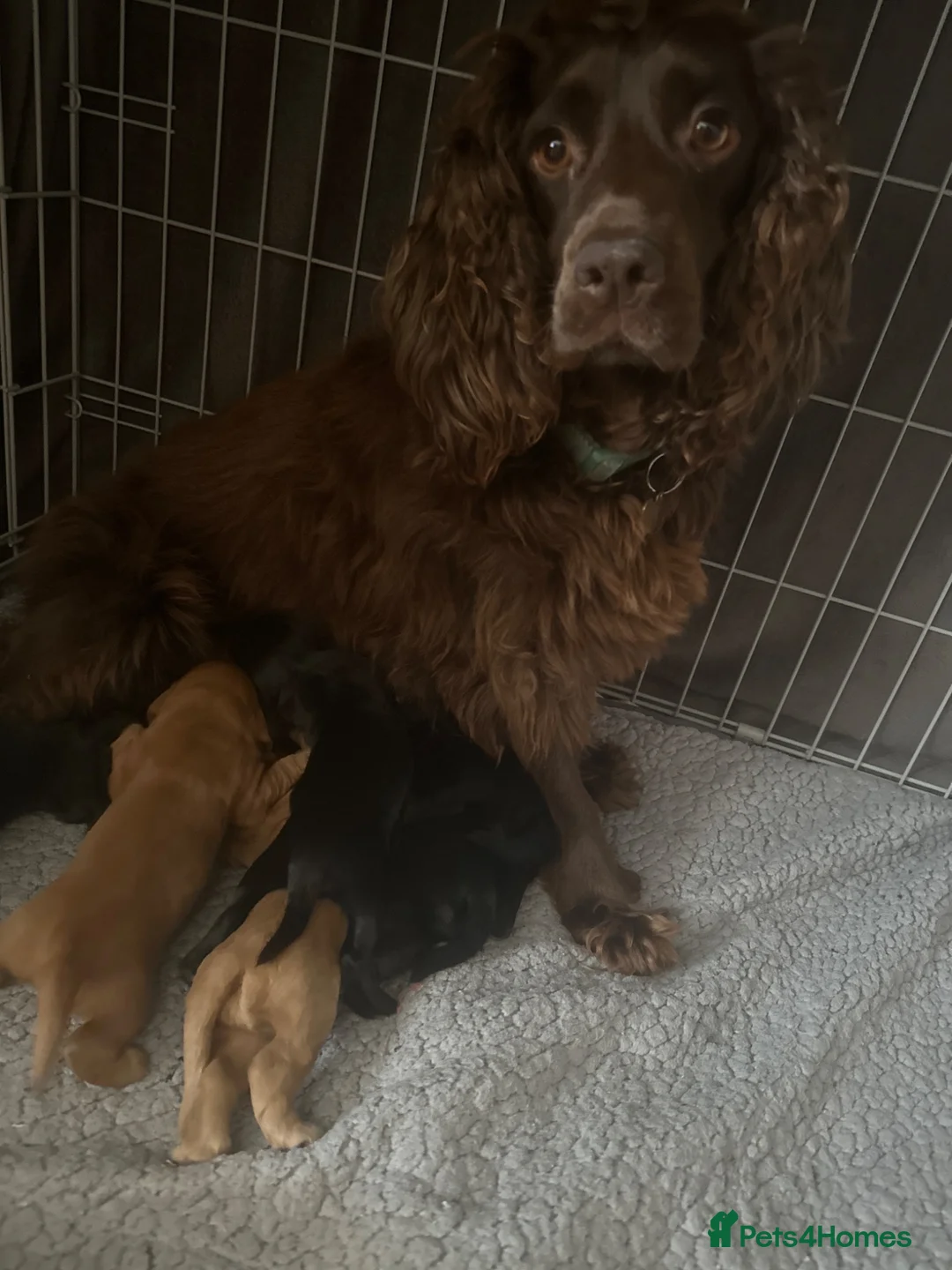 Cocker Spaniel dogs for sale: KC Registered working cocker spaniel puppies  - Advert 15