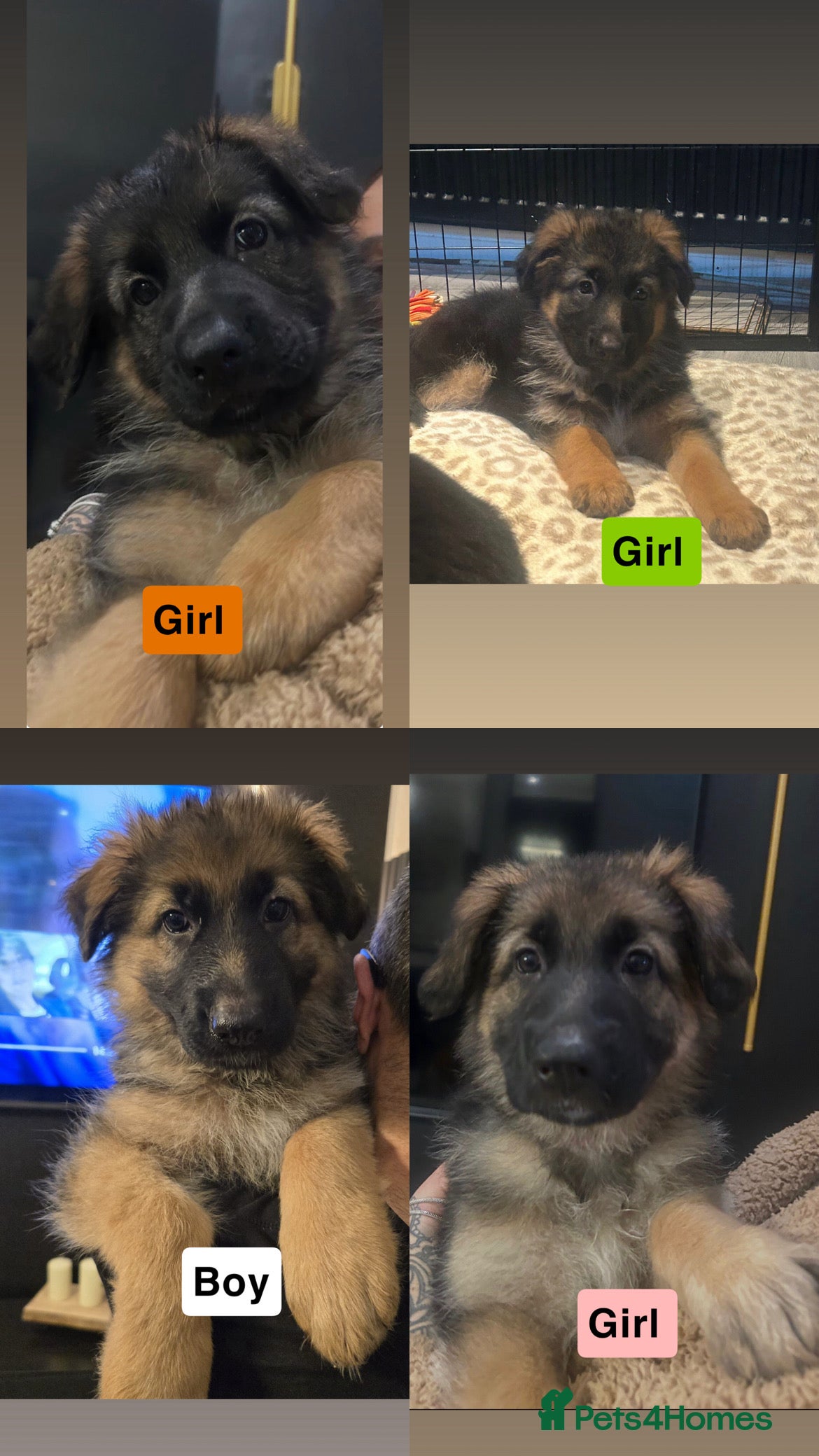 German Shepherd dogs German shepherd puppies Amber blood line  - Advert 16