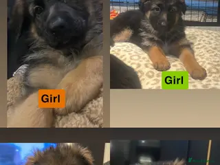 German Shepherd dogs German shepherd puppies Amber blood line - Advert 16