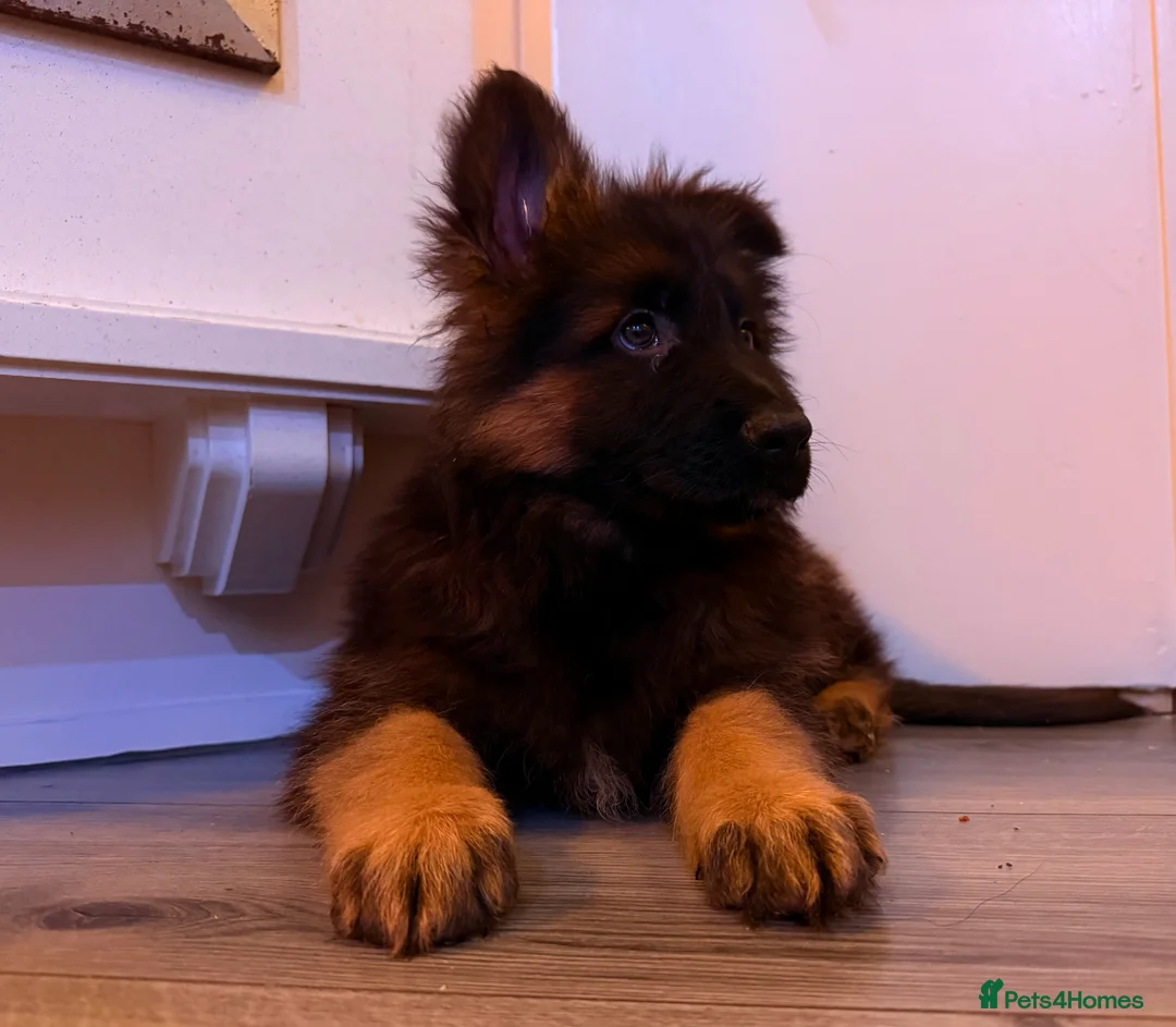 German Shepherd dogs for sale: Kc Registered Long Haired German Shepherd Puppies - Advert 24