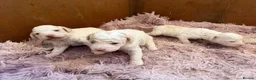 Lagotto Romagnolo dogs for sale: Lagotto Romagnolo - Advert 8
