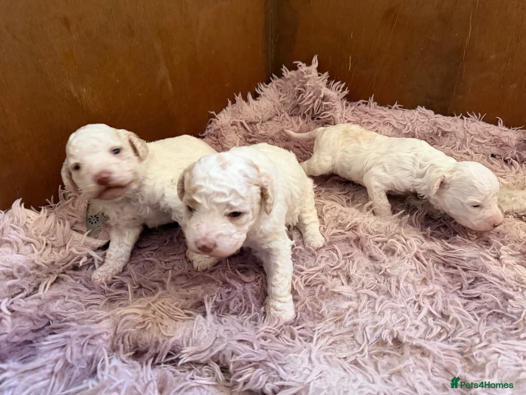 Lagotto Romagnolo dogs for sale: Lagotto Romagnolo - Advert 8