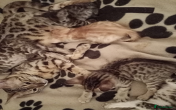 Mixed Breed cats for sale: Lovely Ginger and Rosetted Kittens - Image 20