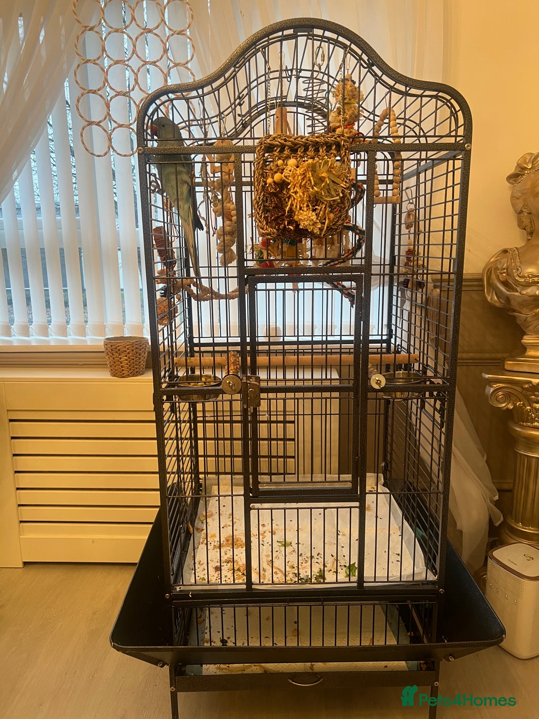 Ringnecks birds for sale: Blue Tame Indian ringneck  - Advert 5