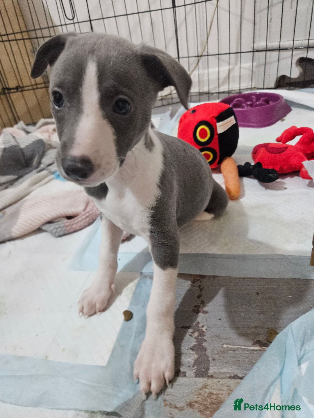 Whippet dogs for sale: KENNEL CLUB WHIPPETS  - Advert 18