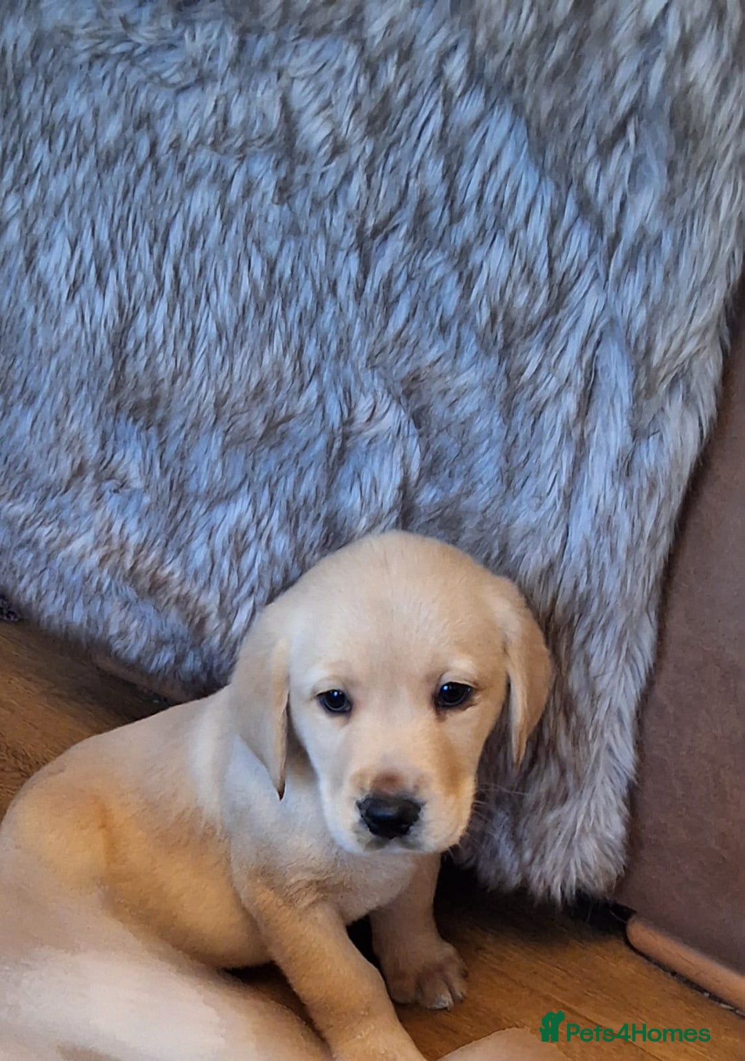 Goldador dogs for sale: Goldador puppies  - Advert 27