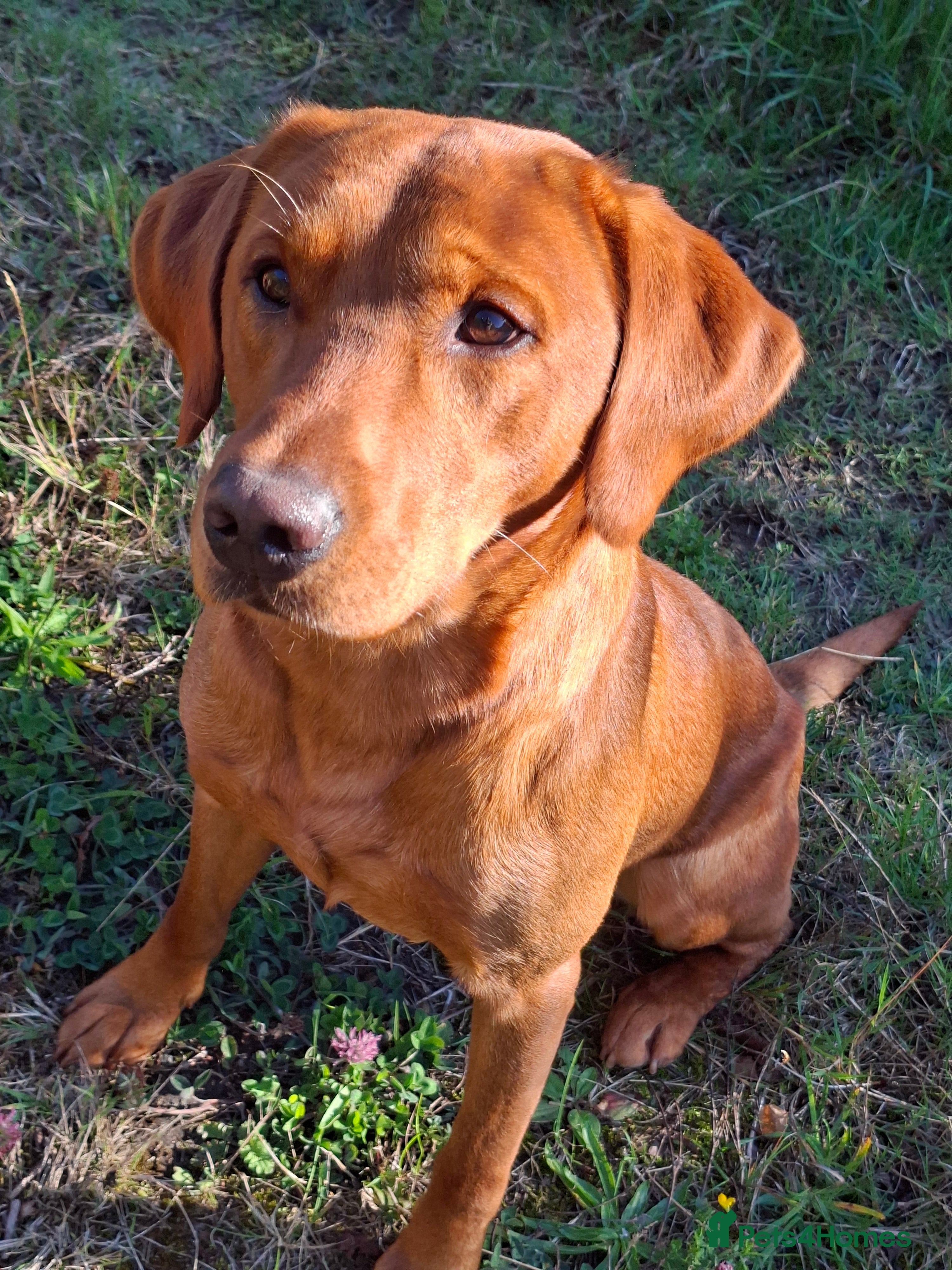 Labrador Retriever dogs Fox red working stud in Morpeth - Advert 10