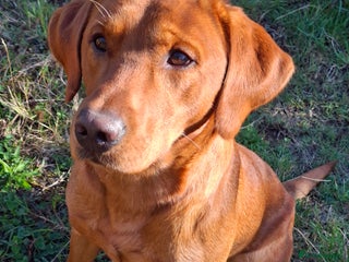 Labrador Retriever dogs in Morpeth - Advert 19