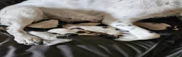 English Springer Spaniel dogs for sale: 2 remaining springer pups - Advert 1
