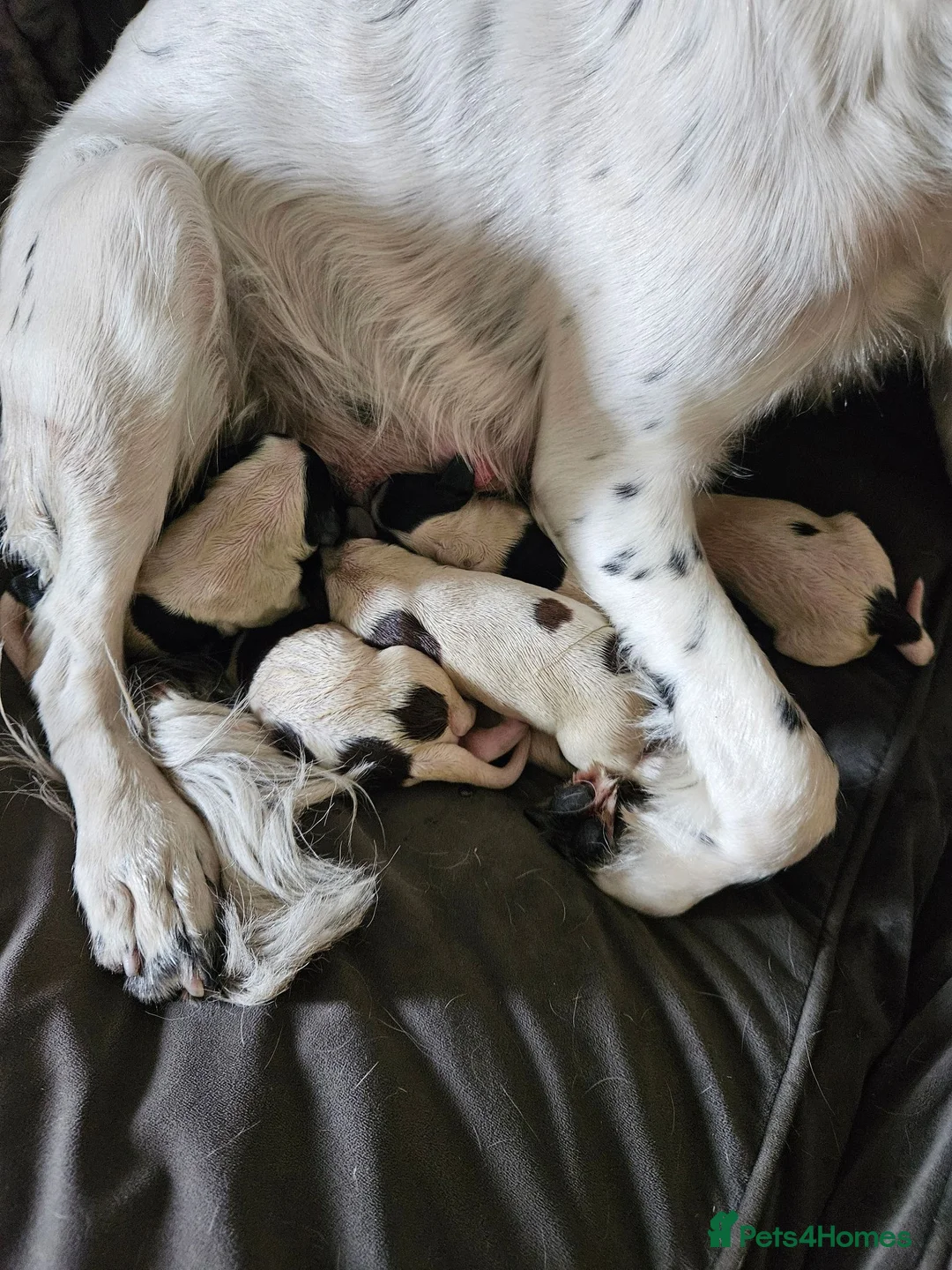 English Springer Spaniel dogs for sale: 2 remaining springer pups - Advert 1