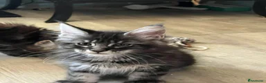 Maine Coon Kitten 3