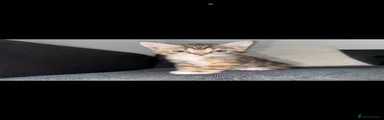 Kitten 3 