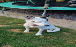 Mixed Breed dogs for sale: Dalsky looking for forever home - Image 14