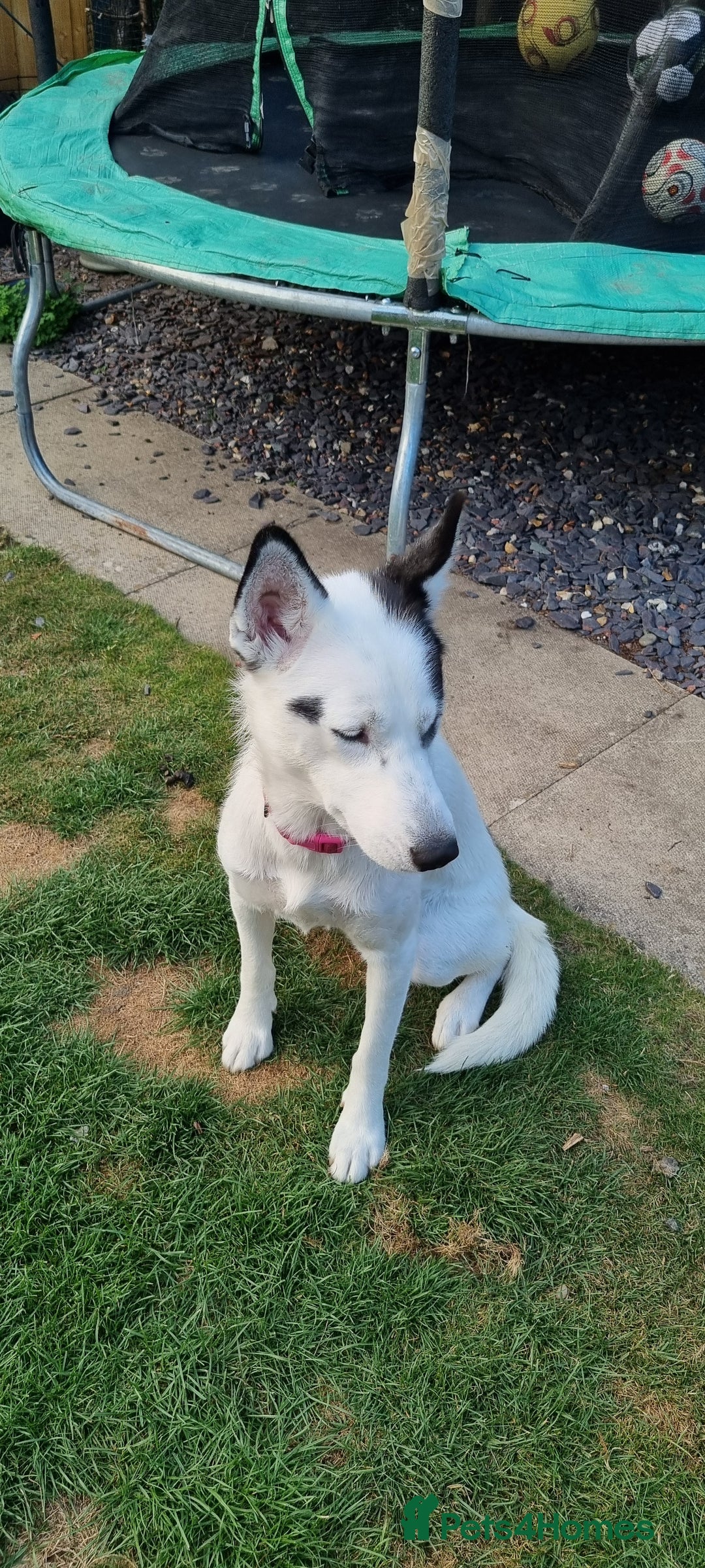 Mixed Breed dogs for sale: Dalsky looking for forever home - Image 14