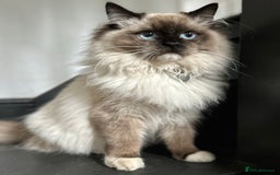 Ragdoll cats for sale: 5 Beautiful Ragdoll Kittens  - Image 22