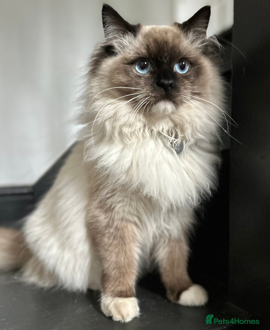Ragdoll cats for sale: 5 Beautiful Ragdoll Kittens  - Image 22