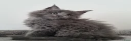 Maine Coon cats for sale: King size Purebred Maine Coon kittens  in Glasgow - Advert 11