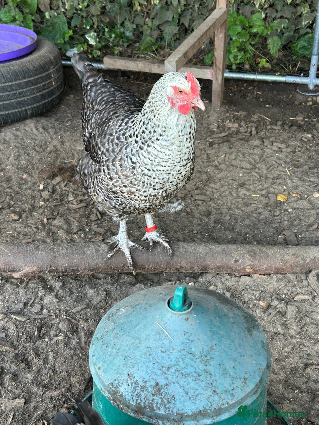 Chickens poultry for sale: 11 chickens for sale  - Image 5