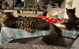 British Longhair cats for sale: Lovely kittens  - Image 3