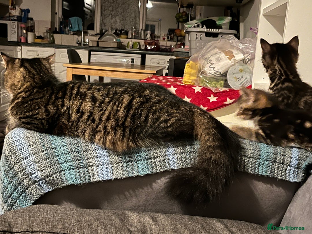 British Longhair cats for sale: Lovely kittens  - Image 3