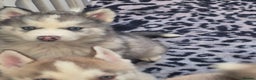 Alaskan Malamute dogs for sale: Beautiful husky malmute puppies ready NOW  - Advert 1