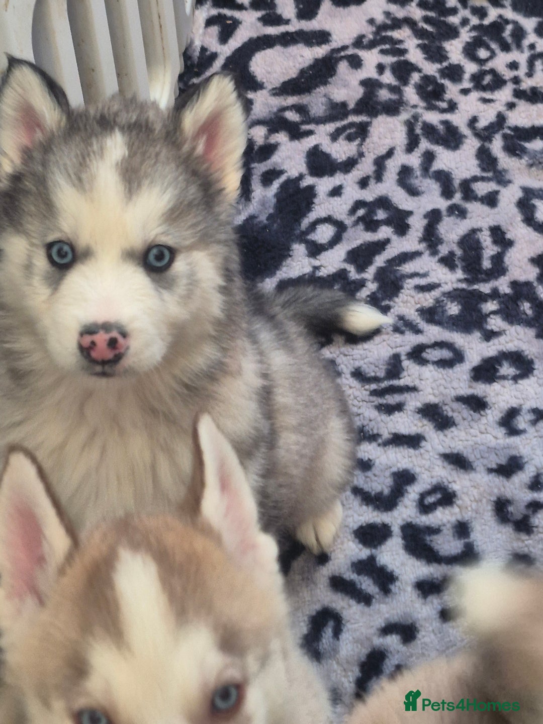 Alaskan Malamute dogs for sale: Beautiful husky malmute puppies ready NOW  - Advert 1