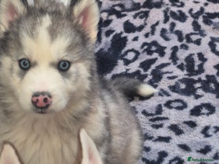 Alaskan Malamute dogs Beautiful husky malmute puppies - Advert 18