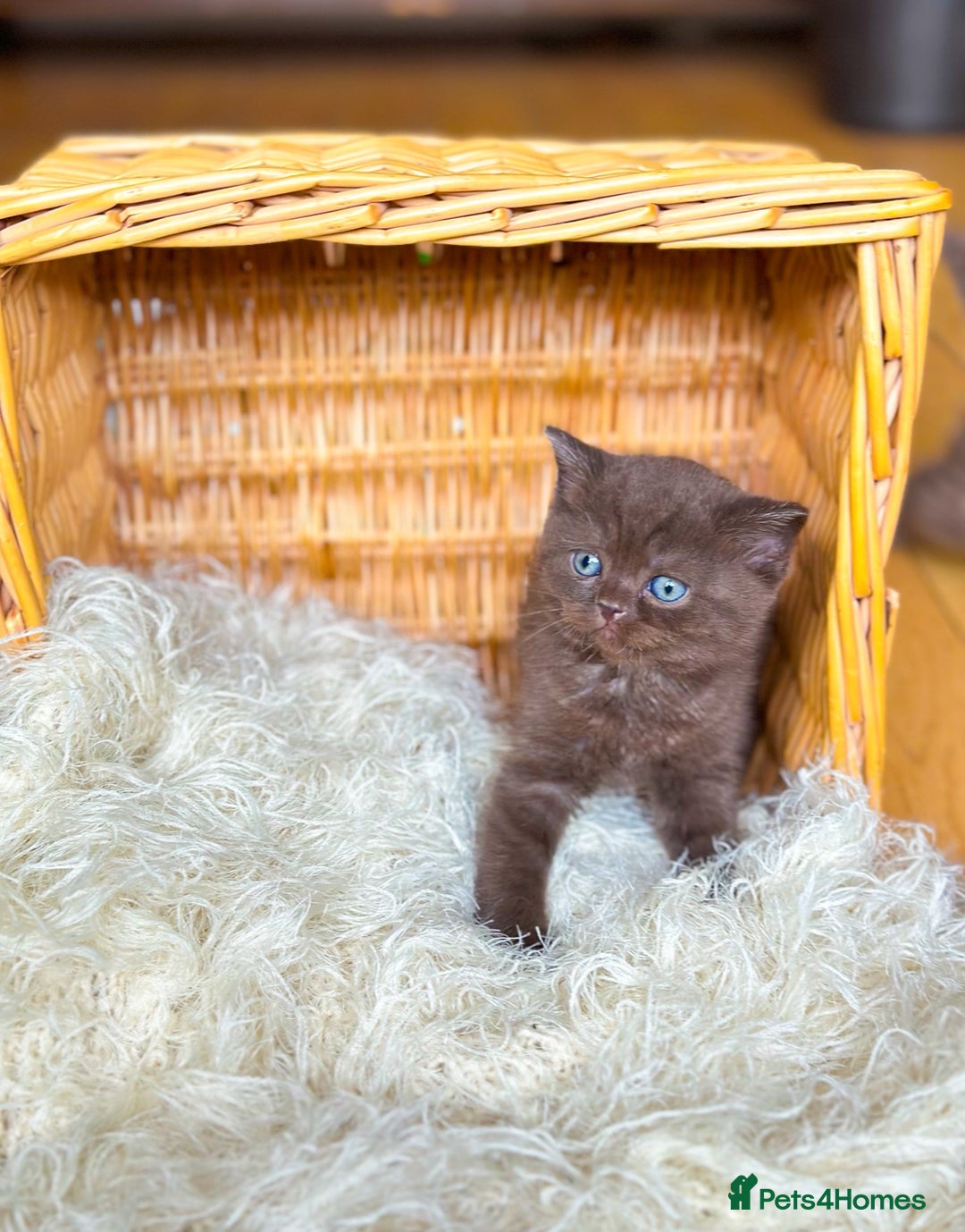 British Shorthair cats for sale: British short hair rainbow 🌈 litter - Image 5